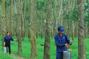 Tập đoàn Công nghiệp Cao su Việt Nam (GVR) dự kiến tổ chức ĐHCĐ bất thường để điều chỉnh, bổ sung điều lệ