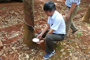 Đầu tư Cao su Đắk Lắk (DRI) đặt kế hoạch lợi nhuận tăng và lên kế hoạch chuyển sàn trong năm 2021