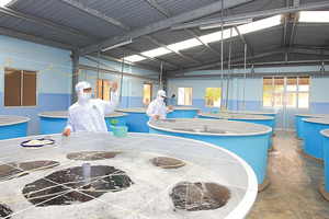 Quý I/2021, chi phí bán hàng tăng cao dẫn tới lợi nhuận Thủy sản Minh Phú (MPC) giảm 51,7% về 26,6 tỷ đồng