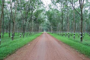 Tập đoàn Công nghiệp Cao su Việt Nam (GVR): Năm 2021 dự kiến lợi nhuận sẽ giảm hơn 10% về 4.564 tỷ đồng