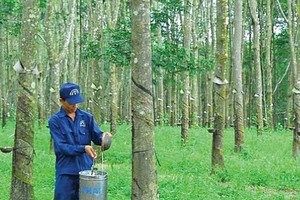 Cao su Đồng Phú (DPR) dự kiến thưởng cổ phiếu tỷ lệ 100%