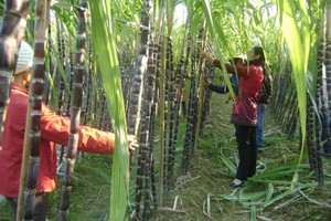 Đường Quảng Ngãi (QNS): Quý II/2021, lợi nhuận tăng 12,5% lên 360,7 tỷ đồng