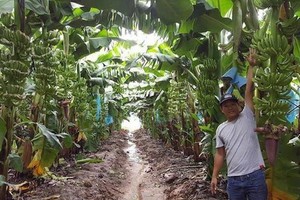 Ngân hàng muốn bán 48,1 triệu cổ phiếu HAGL Agrico (HNG) của Hoàng Anh Gia Lai (HAG) để thu hồi nợ