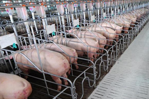 Dabaco Việt Nam (DBC): Quý IV/2021, lợi nhuận giảm gần 58% về 111,63 tỷ đồng