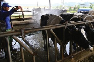 Mộc Châu Milk (MCM) đặt kế hoạch lợi nhuận năm 2022 tăng 7,6% lên 343,5 tỷ đồng