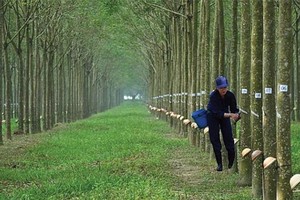 Cao su Phước Hòa (PHR) đặt kế hoạch tăng trưởng năm 2022