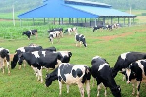 Ngày 31/5, Vilico (VLC) niêm yết bổ sung cổ phiếu hoán đổi với GTNfoods (GTN) 