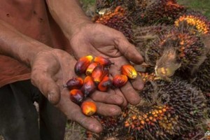 Indonesia chuẩn bị phân bổ khoảng 1 triệu tấn dầu cọ để xuất khẩu