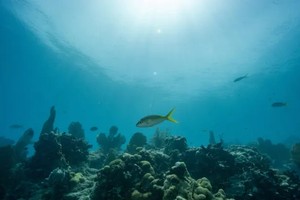 Nhiệt độ đại dương đang nóng kỷ lục