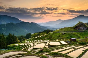 Giá một số loại thực phẩm chính biến động mạnh do dịch bệnh và thời tiết bất lợi