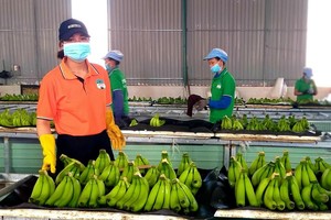 Hoàng Anh Gia Lai (HAG) nói gì khi bị kiểm toán nghi ngờ khả năng hoạt động liên tục