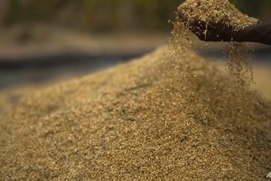 Ấn Độ cho phép xuất khẩu gạo sang Singapore