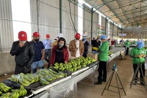 Hoàng Anh Gia Lai (HAG) lên kế hoạch bán Khách sạn Hoàng Anh Gia Lai để trả nợ