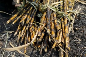 Các nhà sản xuất đường của Thái Lan lo ngại biện pháp kiểm soát mới của chính phủ sẽ trì hoãn xuất khẩu