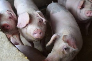Giá thịt lợn Trung Quốc được dự báo sẽ tiếp tục duy trì ở mức thấp