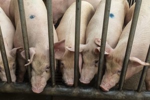 Trung Quốc cố gắng ổn định đàn lợn khi giá thịt lợn lao dốc