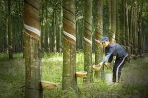 Cao su Phước Hoà (PHR) biến động lãnh đạo trước thềm Đại hội đồng cổ đông năm 2024