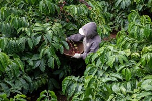 Giá cà phê có thể tiếp tục tăng cao