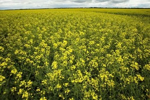 Trung Quốc sẽ tiến hành điều tra chống bán phá giá đối với cải dầu và hóa chất của Canada