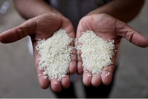 Ấn Độ chính thức cho phép xuất khẩu gạo trắng non-basmati 
