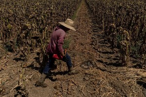 Thời tiết khắc nghiệt có thể đẩy vụ thu hoạch ngô xuống mức thấp nhất trong nhiều thập kỷ