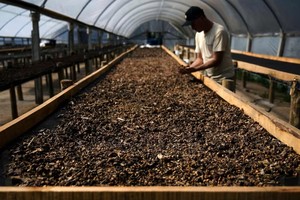 Giá cà phê lên mức cao nhất trong 47 năm do nguồn cung thắt chặt