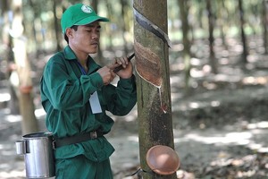Cao su Phước Hoà (PHR) lên kế hoạch mua 282,86 tỷ đồng mủ cao su từ công ty con tại Campuchia