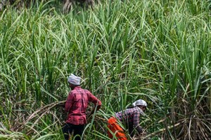 Ấn Độ kỳ vọng sản lượng đường sẽ bội thu trong niên vụ tới