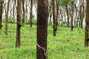 Giá cao su hồi phục khi nguồn cung thắt chặt