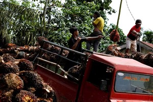 Thị trường dầu cọ gặp áp lực sau khi Indonesia hạn chế xuất khẩu