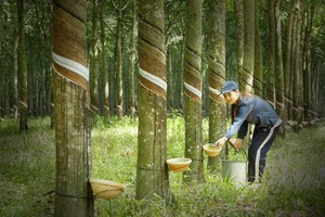 Cao su Phước Hoà (PHR) sắp trả cổ tức tỷ lệ 13,5% cho cổ đông