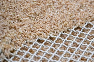 Giá gạo giảm xuống mức thấp nhất trong gần một thập kỷ