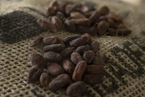 Giá ca cao giảm xuống mức thấp nhất trong 20 tháng