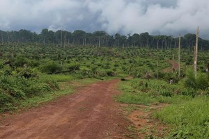 Sự suy thoái của rừng mưa lớn thứ hai thế giới có nguy cơ tác động tiêu cực tới ca cao
