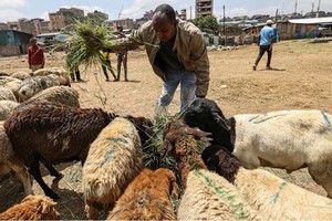 Xuất khẩu thịt đến vùng Vịnh bị mắc kẹt do ảnh hưởng của cuộc xung đột