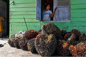 Cú sốc năng lượng khiến nhu cầu nhiên liệu sinh học tăng vọt