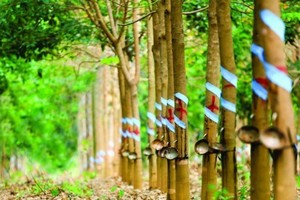 Cao su Phước Hoà (PHR) bị nhắc nhở chậm công bố thông tin