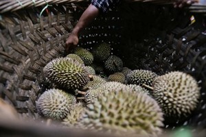 Nhập khẩu sầu riêng của Trung Quốc tăng vọt trong nửa đầu năm