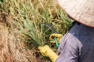 Nông nghiệp tiến bộ và dự trữ dồi dào giúp làm giảm cú sốc El Nino