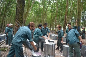 Cao su Đồng Phú (DPR): Lãi 433,7 tỷ đồng trong 9 tháng đầu năm 2026