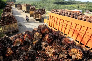 Indonesia duy trì mục tiêu tiêu thụ 13,15 triệu kilolit dầu diesel sinh học dù dự án B35 triển khai chậm