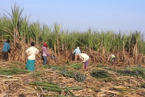 Pakistan là nước tiếp theo cấm xuất khẩu đường 