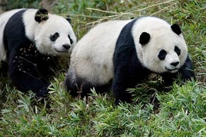 Hai chú gấu trúc Mei Xiang và Tian Tian.