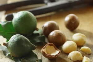 Mắc ca: Nữ hoàng của các loại hạt khô