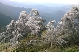 Đợt rét đậm vừa qua đã khiến 9.409 con gia súc và 43.242 con gia cầm bị chết...