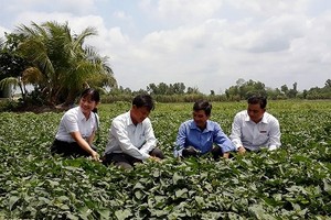 Người dân xã Thành Trung, huyện Bình Tân (Vĩnh Long) cùng cán bộ Agribank và cán bộ địa phương đánh giá hiệu quả của việc đầu tư trồng khoai lang để xuất khẩu.