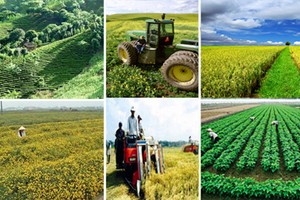 Tìm hiểu về chính sách tín dụng phục vụ phát triển nông nghiệp, nông thôn