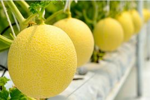 Standard Chartered  thu xếp phát hành 1.135 tỷ đồng trái phiếu cho PAN