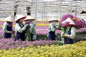 Điều kiện, thủ tục vay vốn theo Chương trình cho vay theo Nghị định 55 