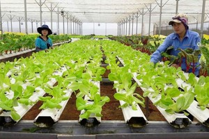 Về lãi suất cho vay chương trình nông nghiệp ứng dụng công nghệ cao